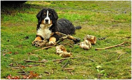 Monsieur_Biche.JPG, janv. 2010