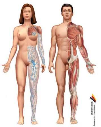 anatomie.JPG, avr. 2012