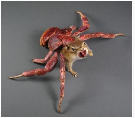 chimere.JPG, fév. 2012