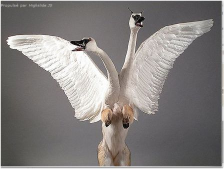 chimere_taxidermiste.JPG, fév. 2012