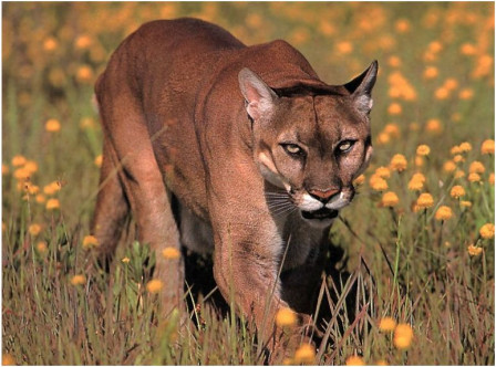 cougar.JPG, mar. 2011